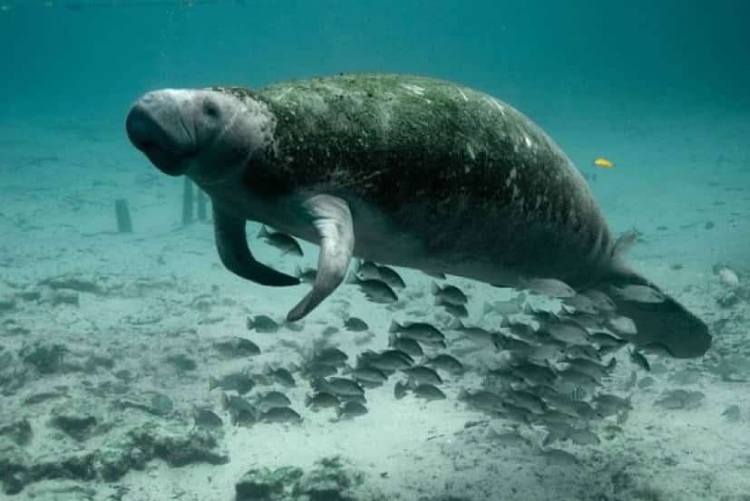 manatee3