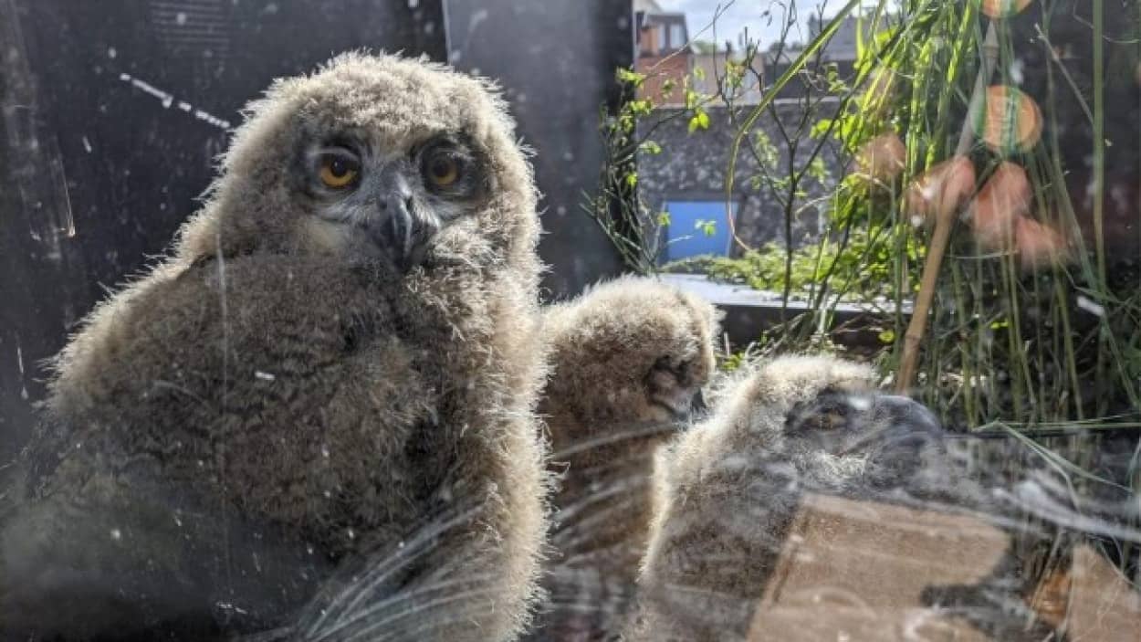 ユーラシアワシミミズクのヒナ