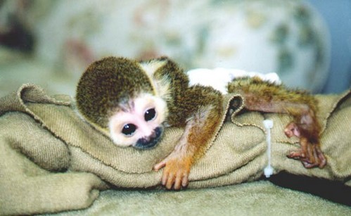 squirrelmonkey