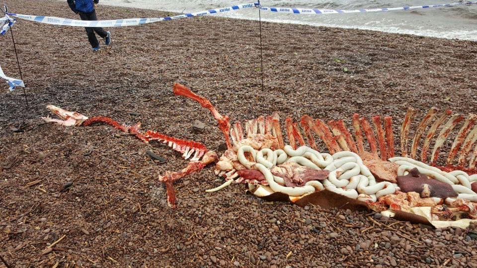 ネッシーなのか ネス湖に打ち上げられていた首の長い内臓入り白骨 周辺には警察のテープが巻かれていた 閲覧注意 カラパイア ネッシーなのか ネス湖に打ち上げられていた首の長い内臓入り白骨 周辺には警察のテープが巻かれていた 閲覧注意 カラパイア