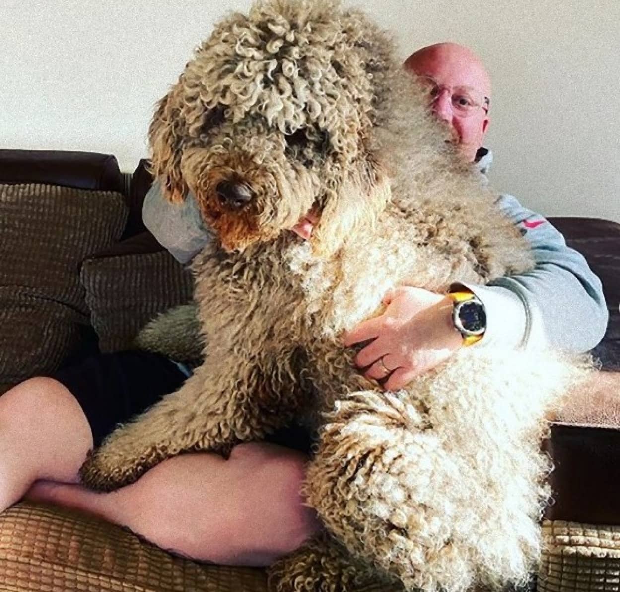 子犬だと思っている大型犬