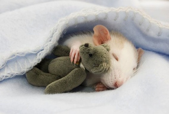 cutest_rat_youve_ever_seen_640_27