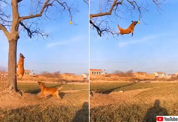 犬も楽しきゃ木に登る！木にぶら下がったテニスボールを空中キャッチする凄い犬たち