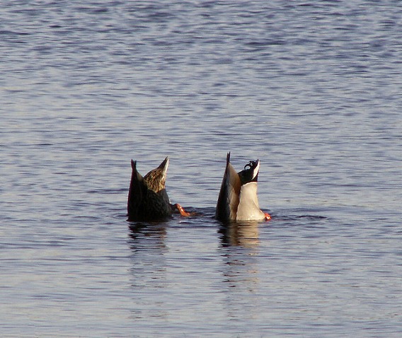 synchronized swimming animals 5