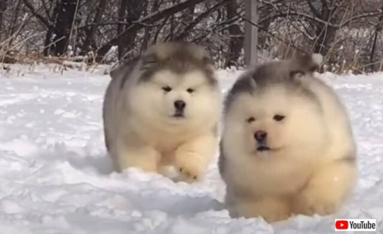 雪の中を駆ける毛玉たち！マラミュートの子犬がコロコロ走る風景をとことん満喫する動画