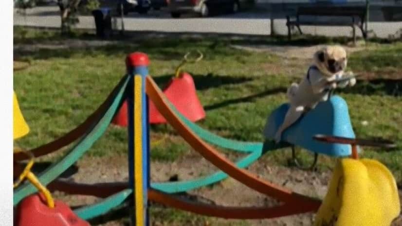 パグのチコさん メリーゴーランドに似た遊具でゆうらりと回る カラパイア