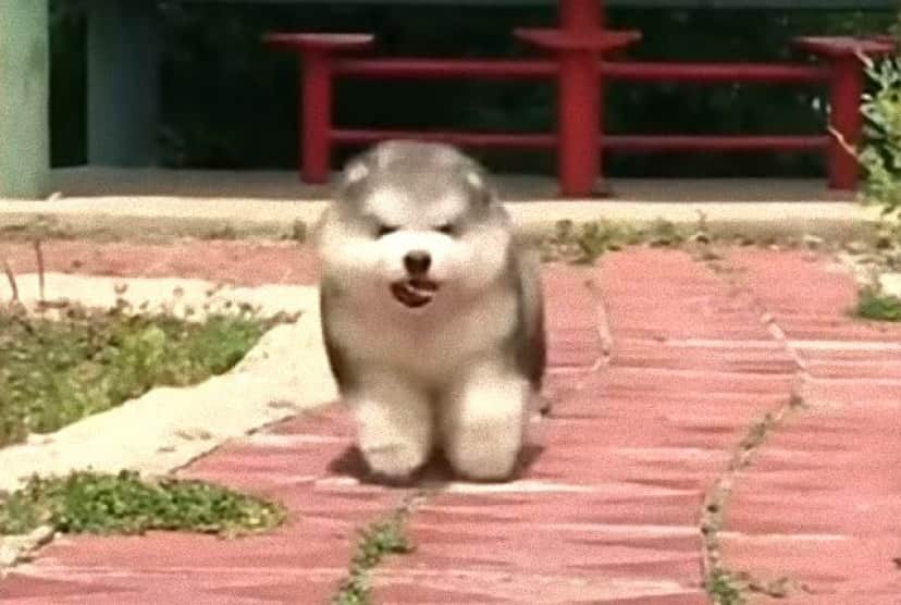 暑くなってきたけどやっぱりかわいい モフころマラミュートの赤ちゃんたち カラパイア 暑くなってきたけどやっぱりかわいい モフころマラミュートの赤ちゃんたち カラパイア