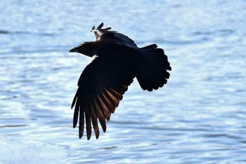 raven-3190868_640_e