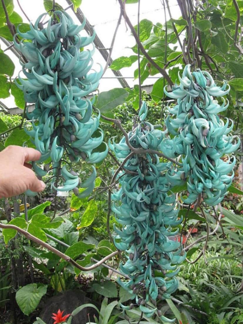 花にもいろいろあるけれど 1地域でしか見られない希少な9種の花 カラパイア