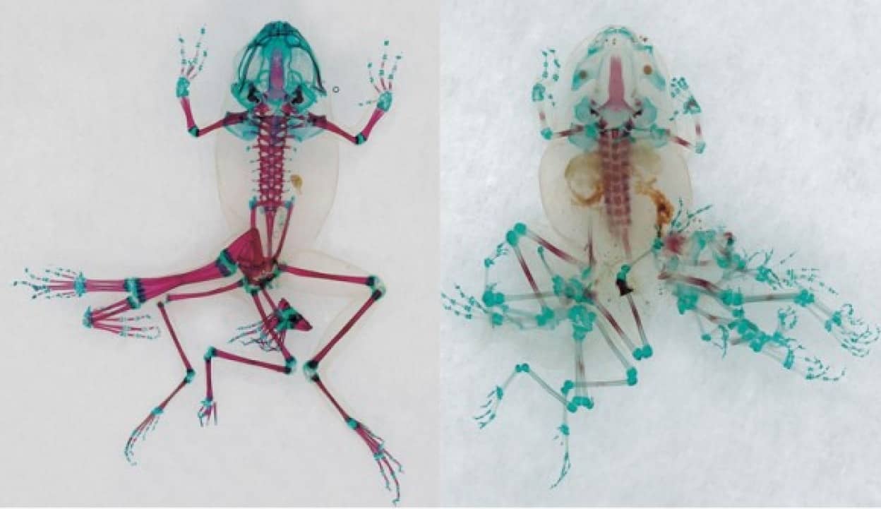 化学物質により異形となったカエルたちの透明骨格標本 カラパイア