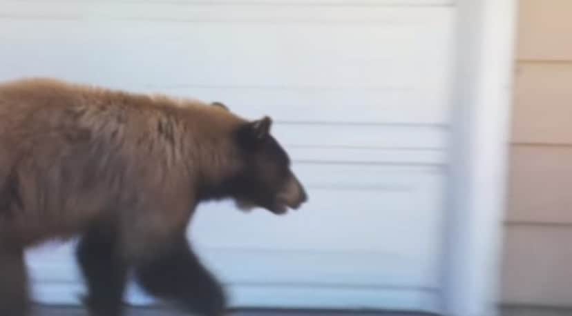 ガチでクマさんに出会ったらどうなるのか こうなった 住宅街編 カラパイア