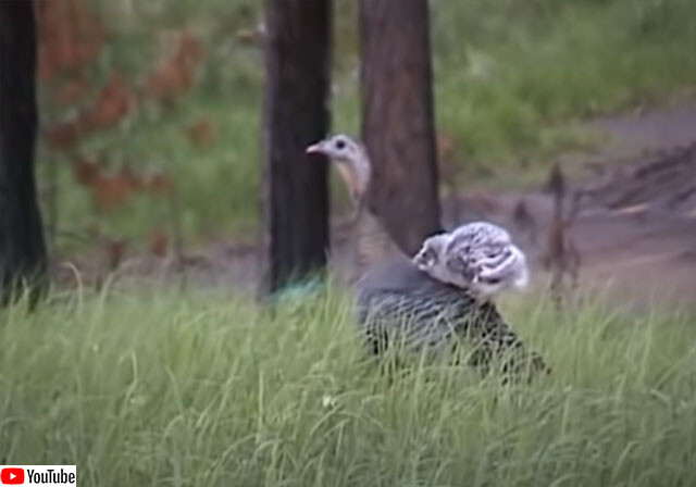 七面鳥の背に乗るフクロウのヒナとそれを受け入れる七面鳥、ずっとそばを離れない2羽