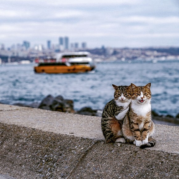 トルコで出会った仲良し猫ズはぎゅっと寄り添ってツーショット！猫と地元の人々との触れ合いを楽しんだ男性の旅行記