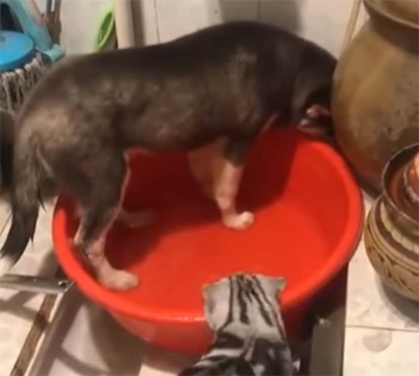 おい 水を無駄にするなとあれほど 水遊びをしていた犬 猫にたしなめられてしょぼーん カラパイア おい 水を無駄にするなとあれほど 水遊びをしていた犬 猫にたしなめられてしょぼーん カラパイア