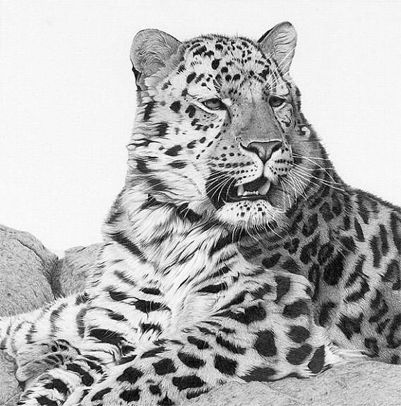 繊細なタッチと忠実な写実 鉛筆で描いた動物たちの ハイパーリアリズム画 カラパイア 繊細なタッチと忠実な写実 鉛筆で描いた動物たちの ハイパーリアリズム画 カラパイア