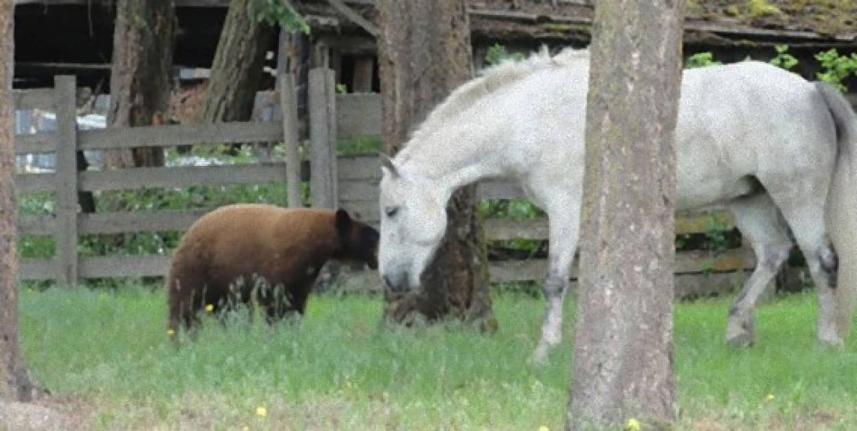 まるでおとぎ話みたい 馬とクマの 君はともだち カラパイア