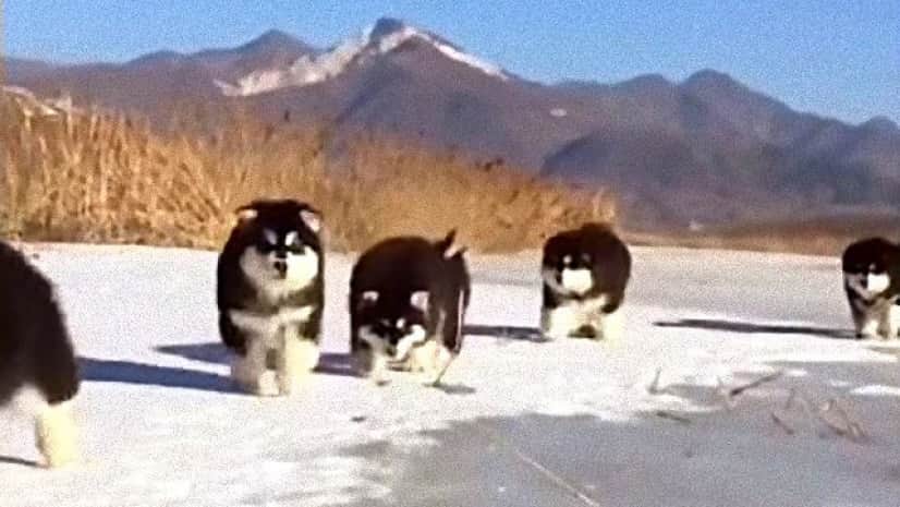 ころころころりん みんな元気に走り回るよ モコモコまんまるアラスカンマラミュートの子犬たち カラパイア ころころころりん みんな元気に走り回るよ モコモコまんまるアラスカンマラミュートの子犬たち カラパイア