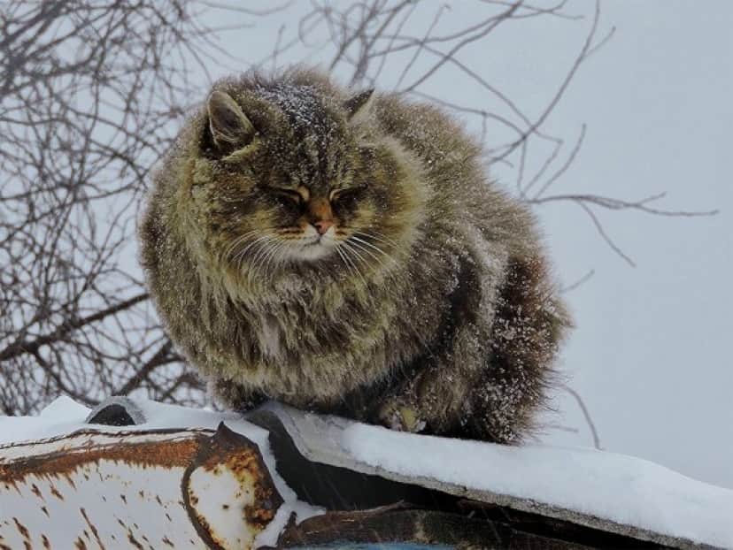 cat8_e
