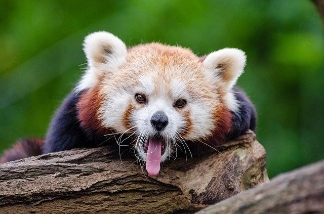 red-panda-1194506_640