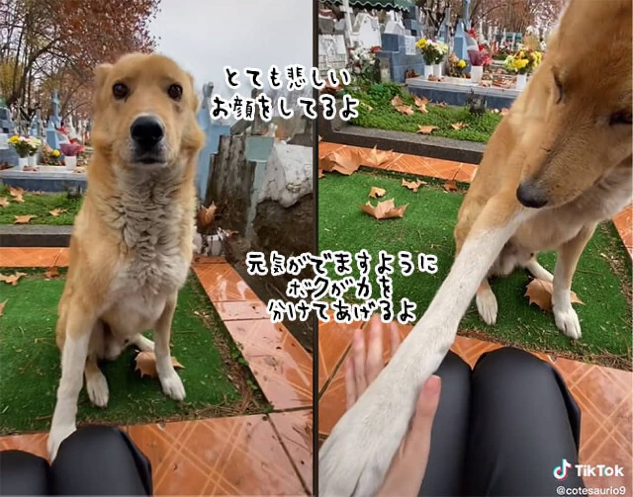 墓地で泣いている女性を慰めに来た犬