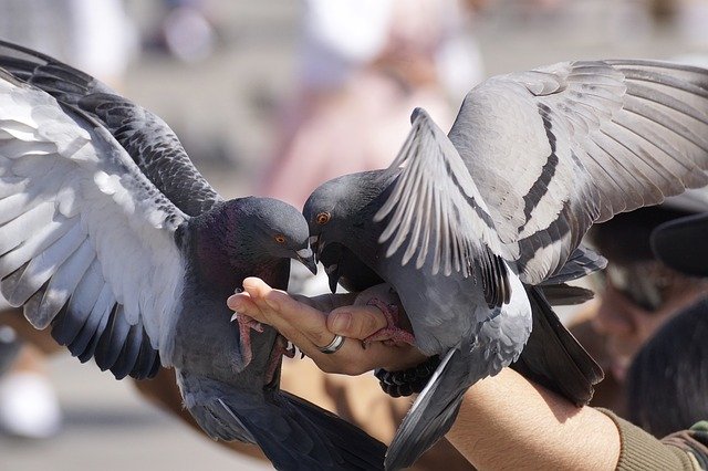 pigeons-3346416_640