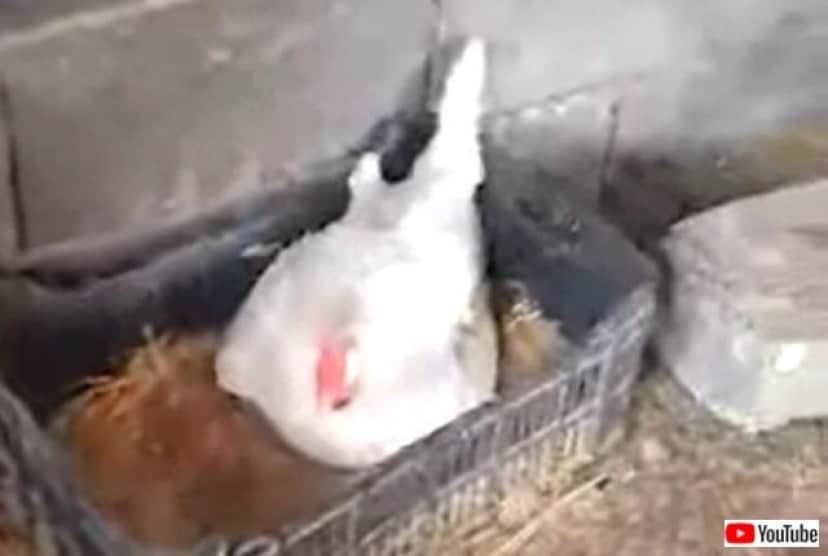 鶏のお母さん うちの子たちに構わないで と 3匹の子猫の面倒を見る カラパイア