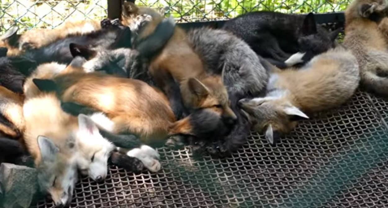 誰もが愛狐家になってしまう 蔵王キツネ村の幸せそうな狐たちをレポート カラパイア