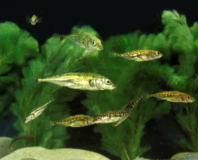 魚の性格は泳ぎ方で分かるとする研究結果