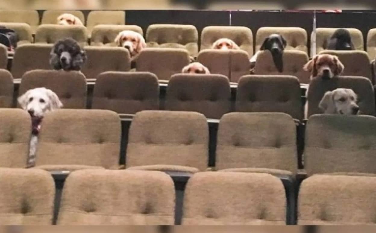 dog cover_e