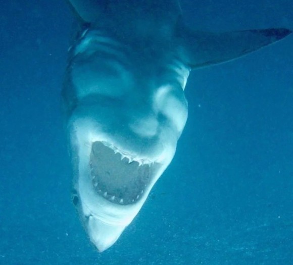 悪魔を宿してしまったのか 不敵に笑っているようにみえるサメの画像が海外で話題に オーストラリア カラパイア