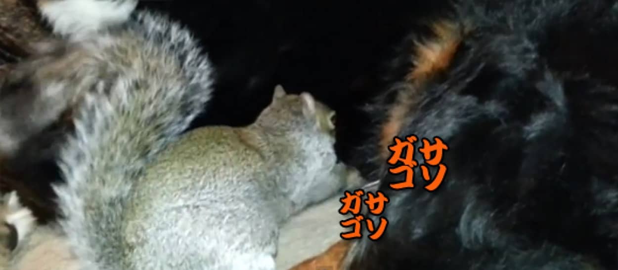 ひらめいた ナッツを犬の毛に貯蓄しようとするリス カラパイア ひらめいた ナッツを犬の毛に貯蓄しようとするリス カラパイア