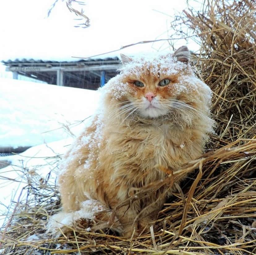 cat2_e