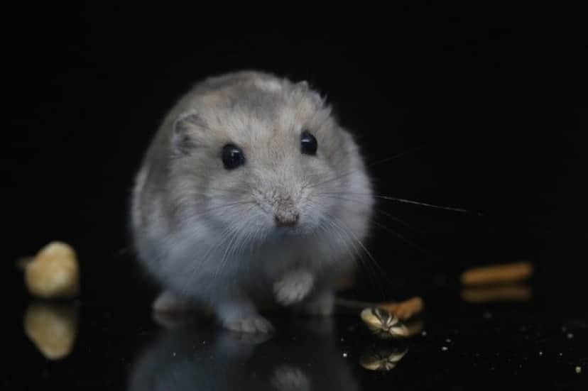 hamster-3528444_640_e