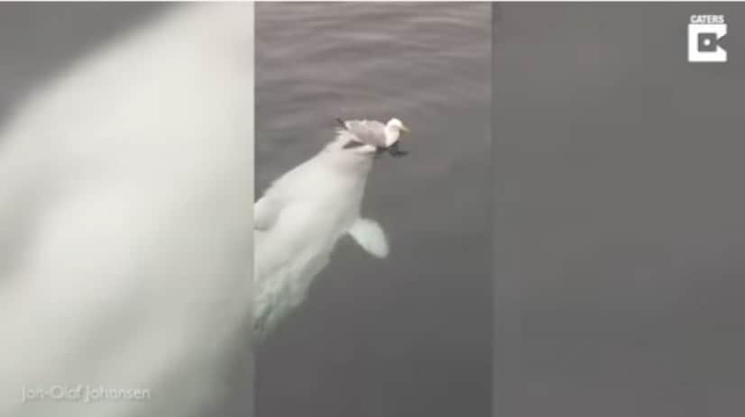 beluga5_e