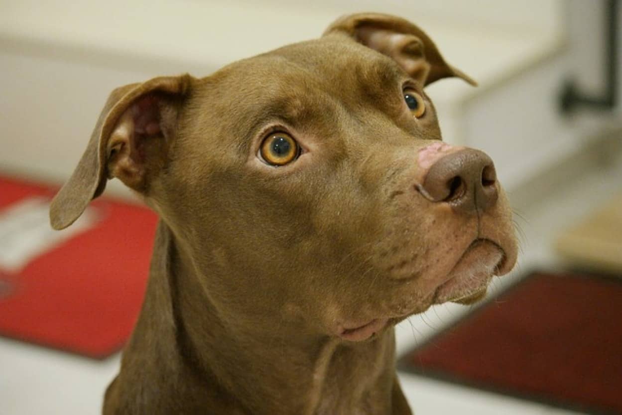 盗まれた犬が譲渡会に参加していて奇跡の再会。再び家族に