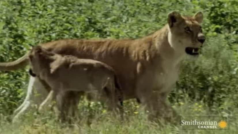 ママ ママ 狩ってはみたけれど 自分に甘えてくるヌーの赤ちゃんを守るメスライオン カラパイア