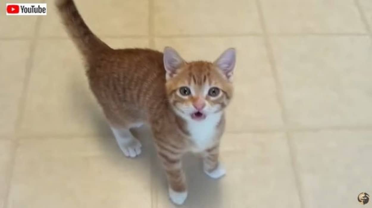 CMnbigcats0_batch