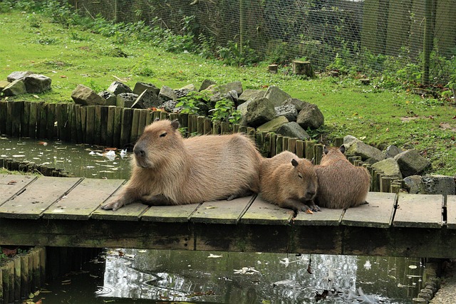 capybara-4993986_640
