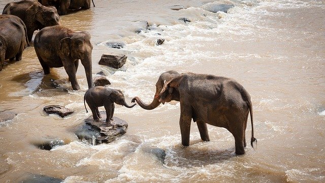 elephants-1900332_640