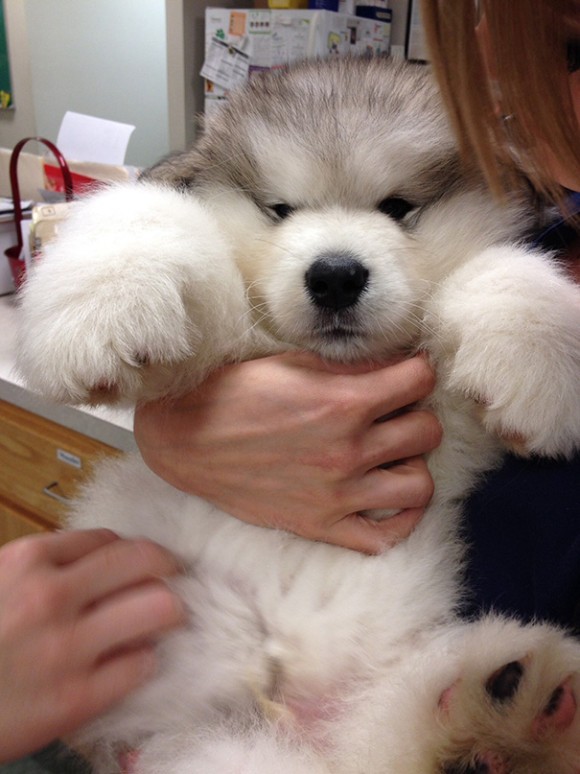 もうクマとかクマもどきにしか見えないの犬たち カラパイア もうクマとかクマもどきにしか見えないの犬たち カラパイア