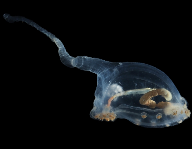 太平洋の深海でユニークな新種の生物を続々発見。エイリアンみたいな形状の透明のナマコの仲間も！