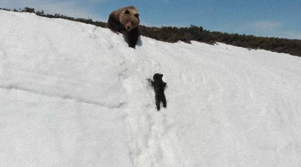 bear1