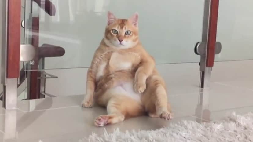 猫のヒト化 ここに極めり 酸いも甘いもかみ分けたような表情でおっさんすわりをする猫 カラパイア 猫のヒト化 ここに極めり 酸いも甘いもかみ分けたような表情でおっさんすわりをする猫 カラパイア