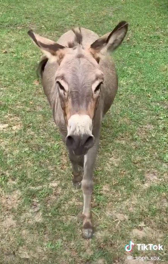 会いたかったよ 大好きな飼い主に会ったロバ 大興奮の声をあげ全身で喜びを表す カラパイア