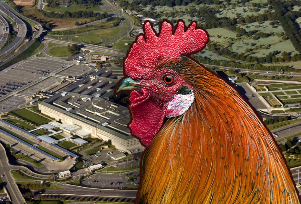 米国防総省本部に鶏が侵入