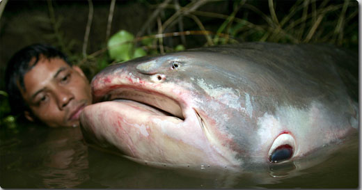 この巨大魚はどこのどいつ カラパイア