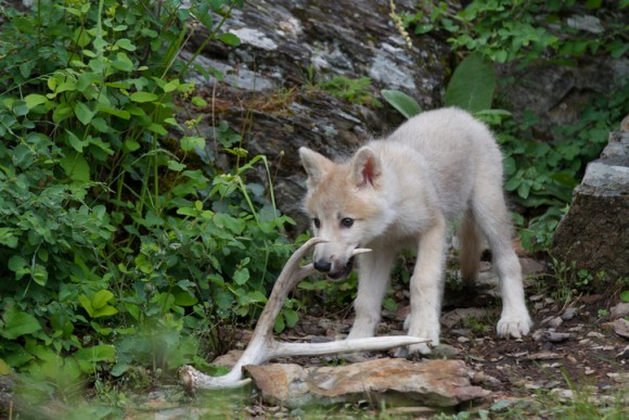 研究者もびっくり！狼の子供も犬と同じように「取ってこい」遊びができる（スウェーデン研究）