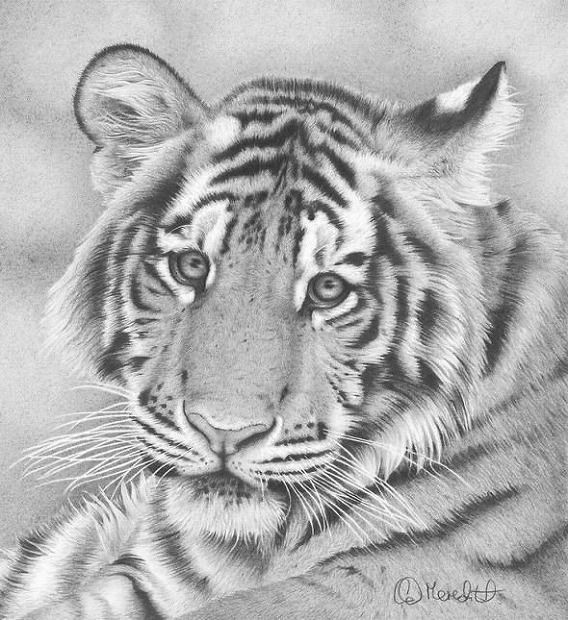 繊細なタッチと忠実な写実 鉛筆で描いた動物たちの ハイパーリアリズム画 カラパイア