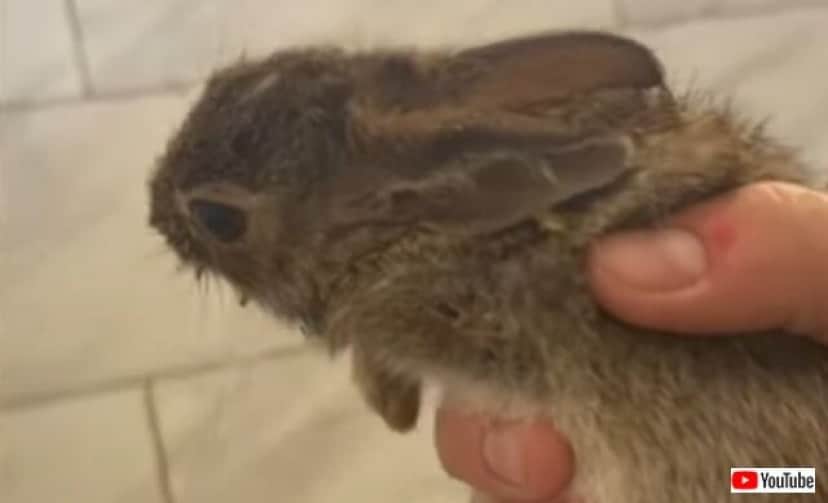 お願い 外に連れてって放してあげて 愛猫が外からくわえてきたウサギに飼い主さんショックを受ける カラパイア