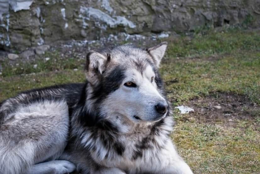 dog-1434343_640_e